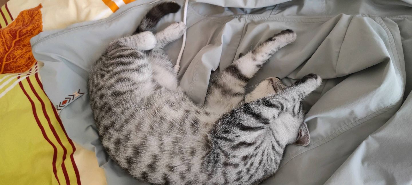 猫图片|宠物猫|猫咪|