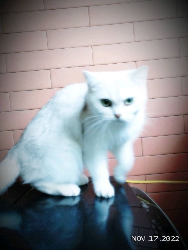 猫图片|宠物猫|猫咪|