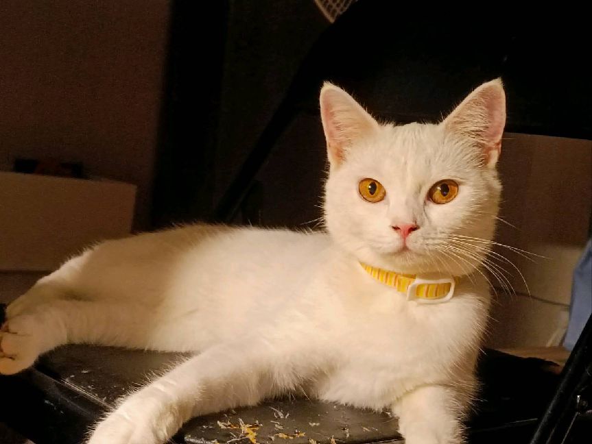 猫图片|宠物猫|猫咪|