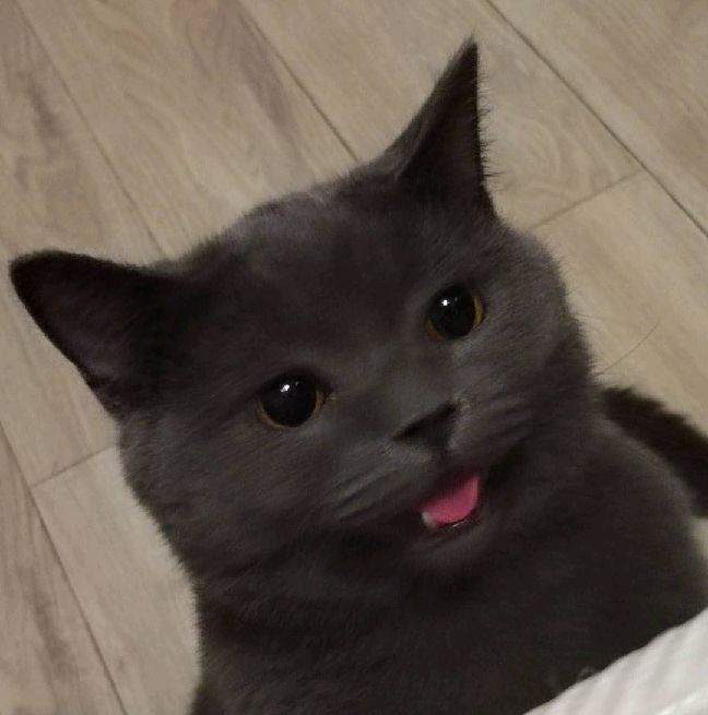 猫图片|宠物猫|猫咪|