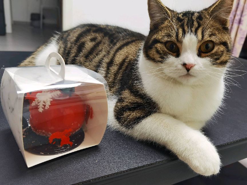 猫图片|宠物猫|猫咪|