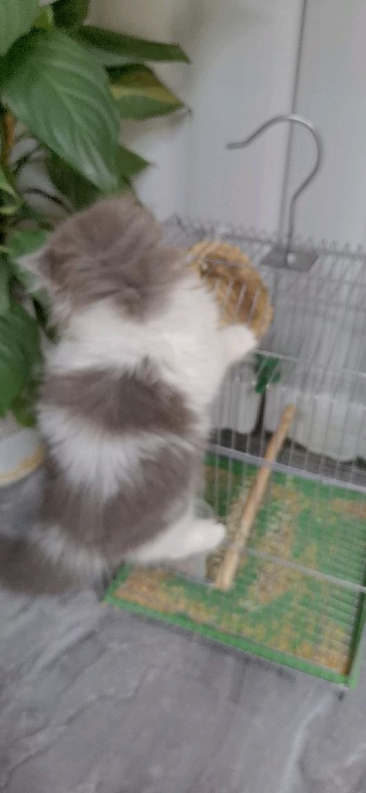 猫图片|宠物猫|猫咪|