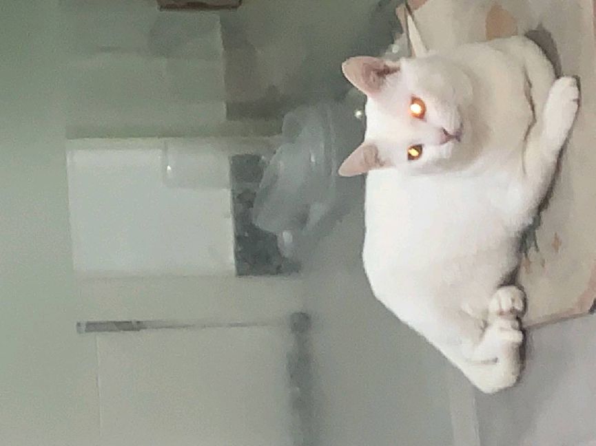 猫图片|宠物猫|猫咪|