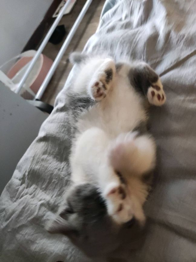 猫图片|宠物猫|猫咪|