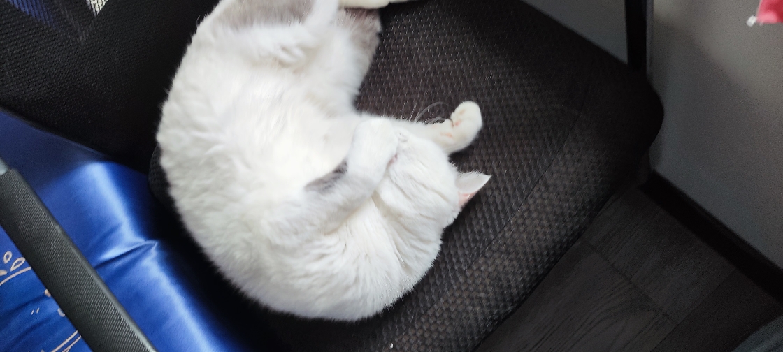 猫图片|宠物猫|猫咪|