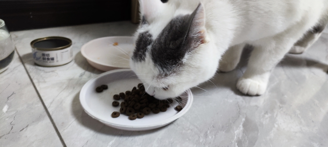 猫图片|宠物猫|猫咪|