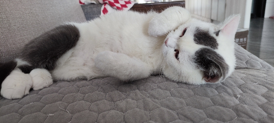 猫图片|宠物猫|猫咪|