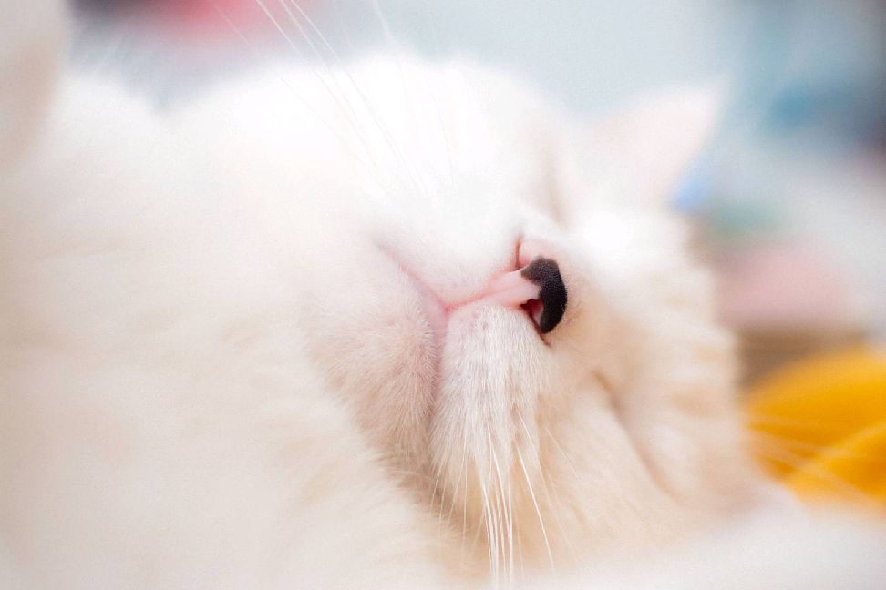 猫图片|宠物猫|猫咪|