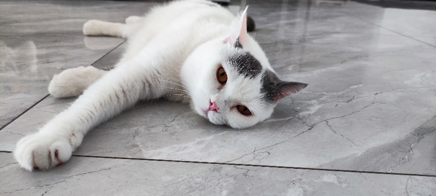 猫图片|宠物猫|猫咪|