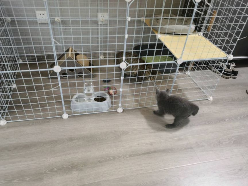 猫图片|宠物猫|猫咪|