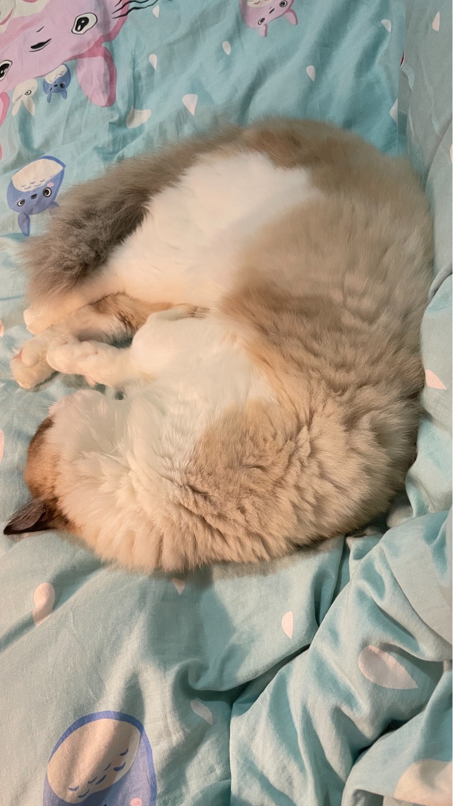 猫图片|宠物猫|猫咪|