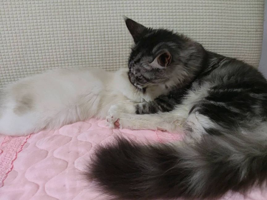 猫图片|宠物猫|猫咪|