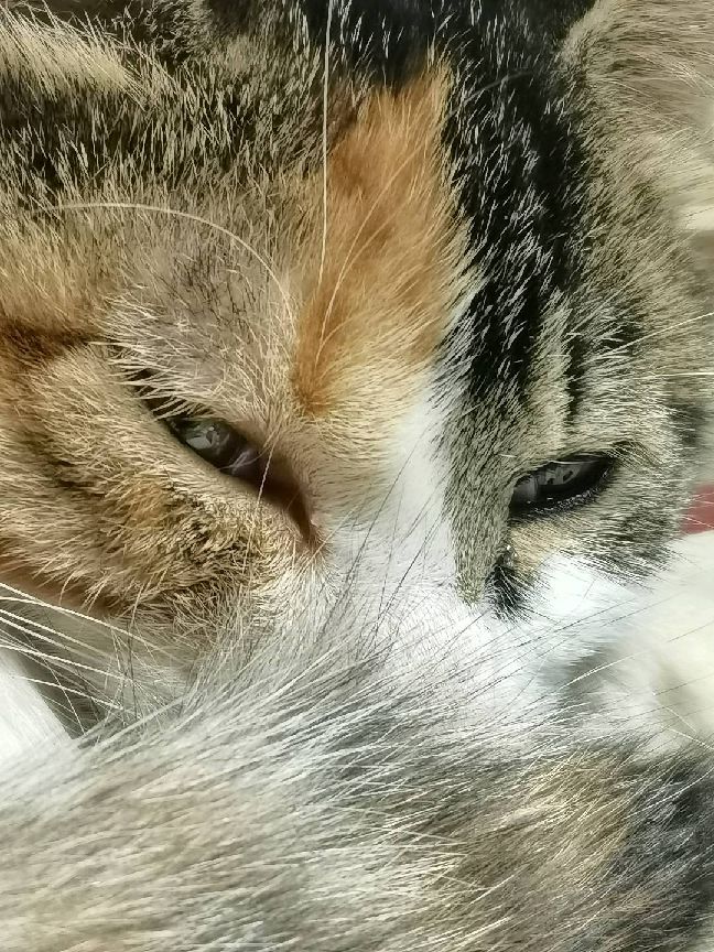 猫图片|宠物猫|猫咪|