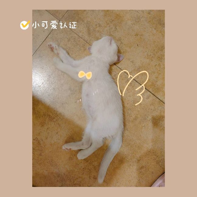 猫图片|宠物猫|猫咪|