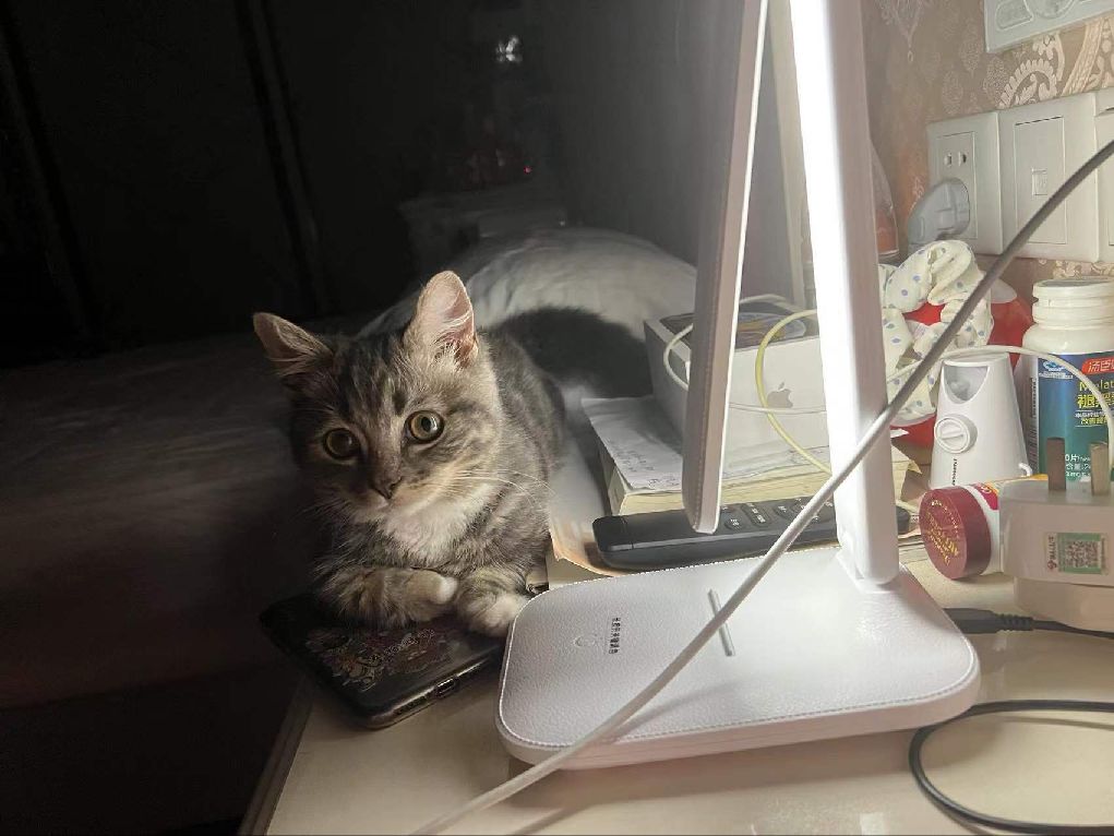 猫图片|宠物猫|猫咪|