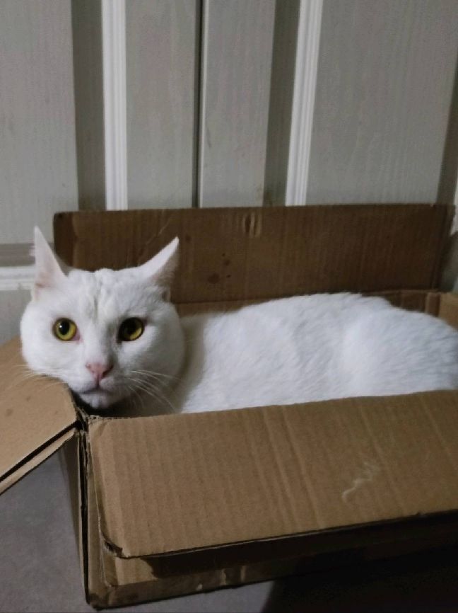 猫图片|宠物猫|猫咪|