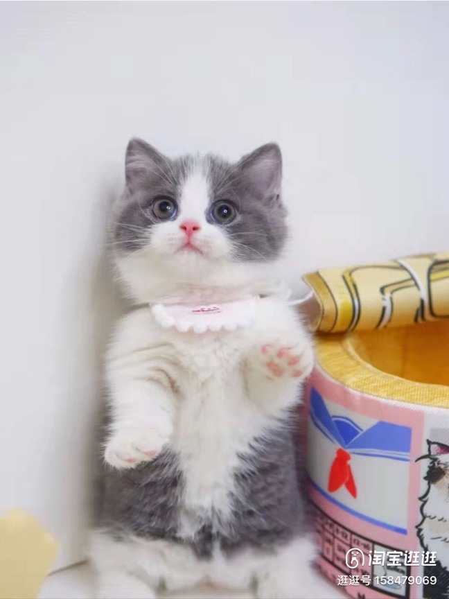 猫图片|宠物猫|猫咪|