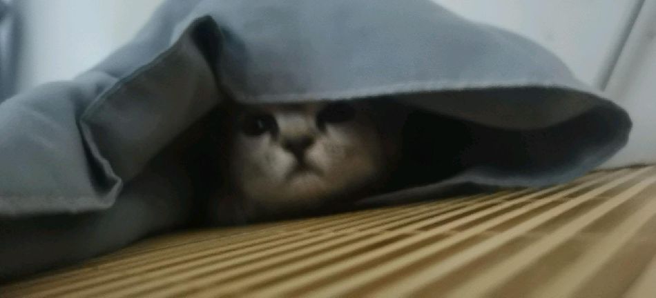 猫图片|宠物猫|猫咪|