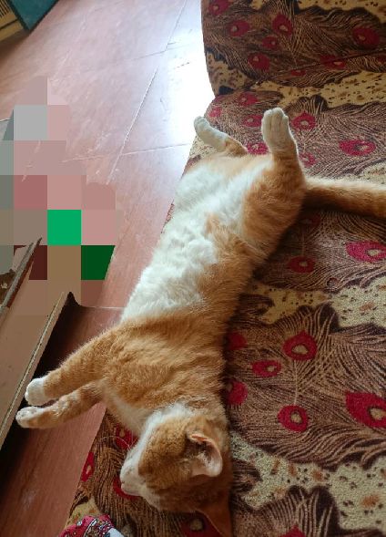 猫图片|宠物猫|猫咪|