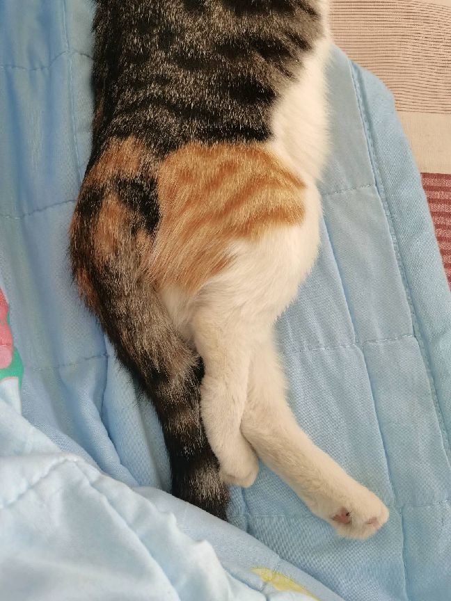 猫图片|宠物猫|猫咪|