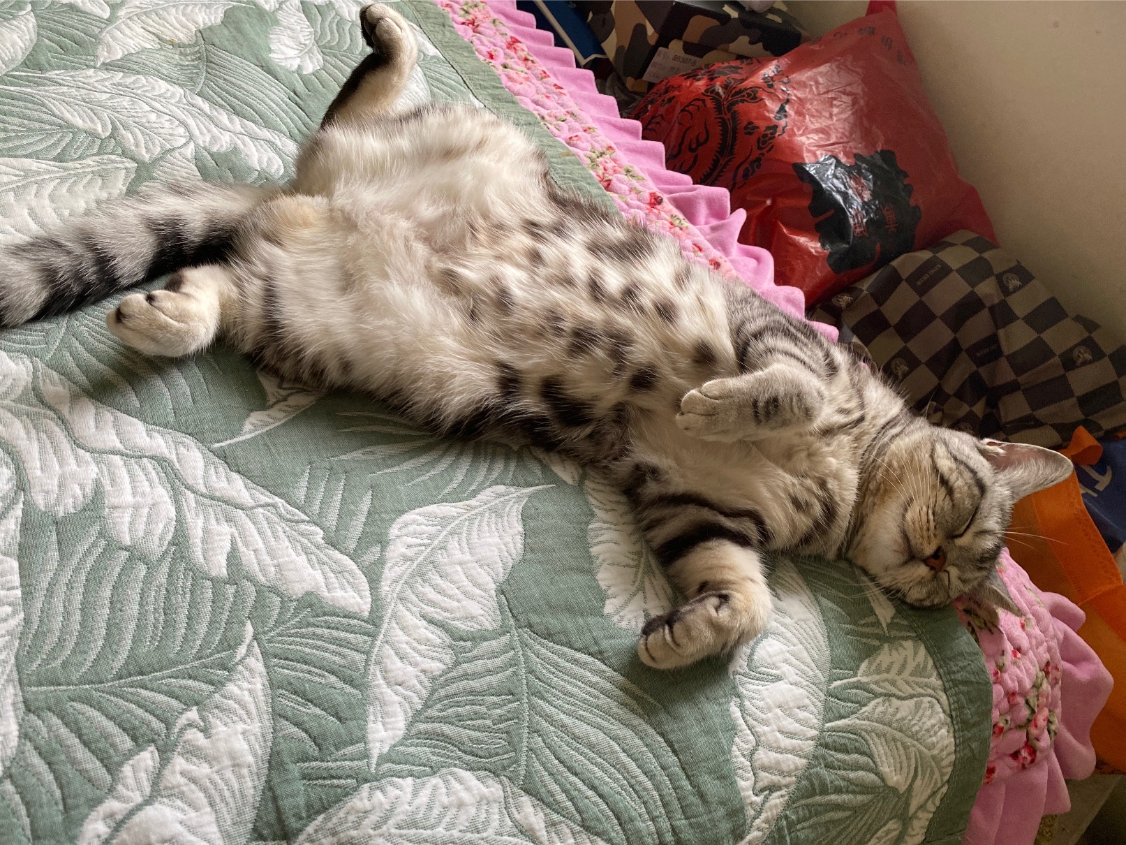 猫图片|宠物猫|猫咪|