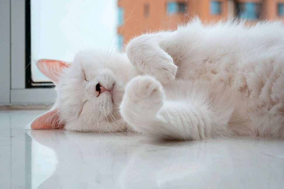 猫图片|宠物猫|猫咪|