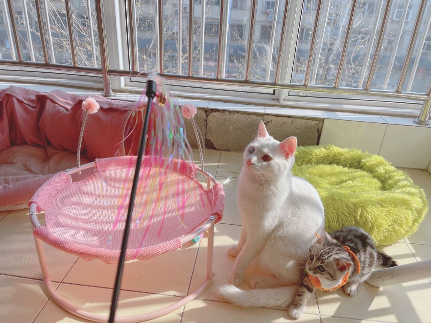 猫图片|宠物猫|猫咪|