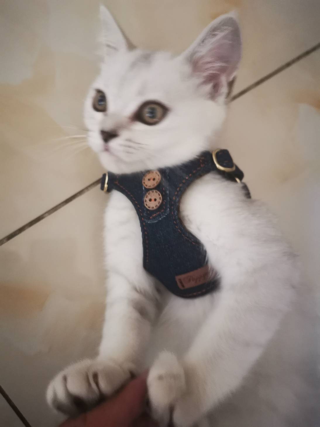 猫图片|宠物猫|猫咪|