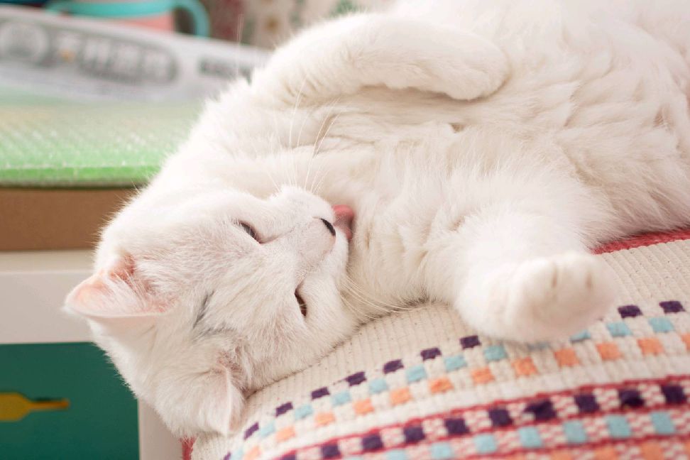 猫图片|宠物猫|猫咪|