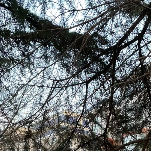 猫图片|宠物猫|猫咪|