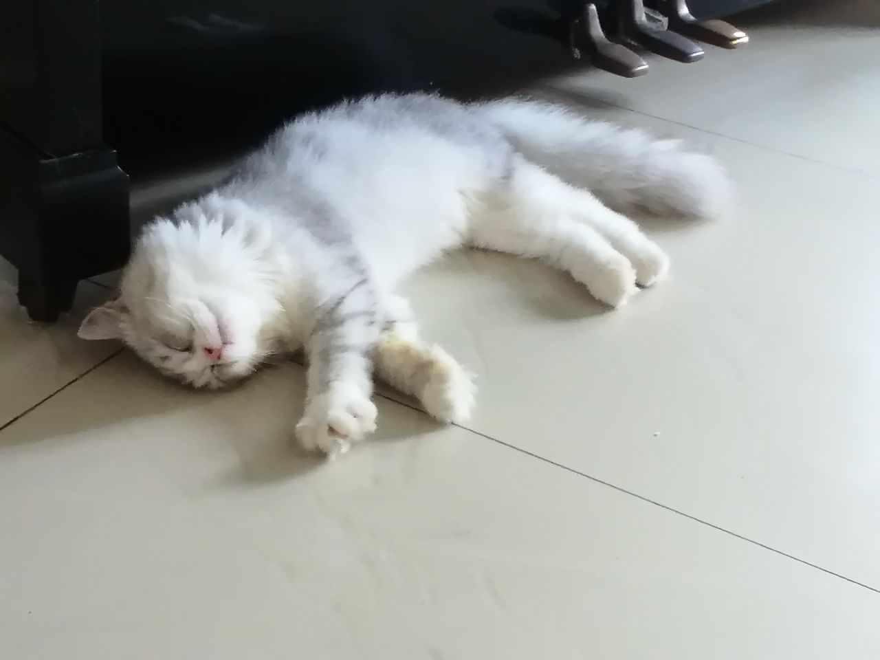 猫图片|宠物猫|猫咪|