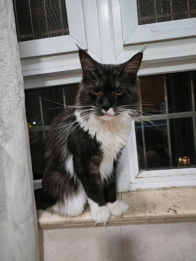 猫图片|宠物猫|猫咪|