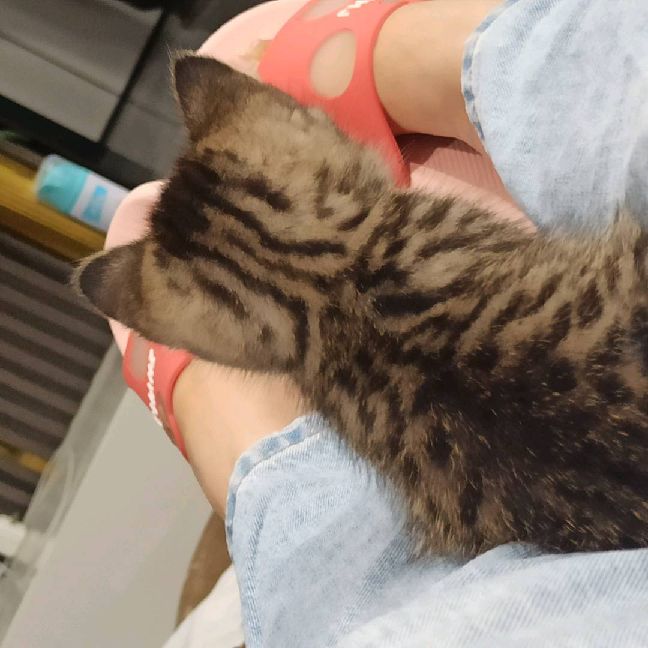 猫图片|宠物猫|猫咪|