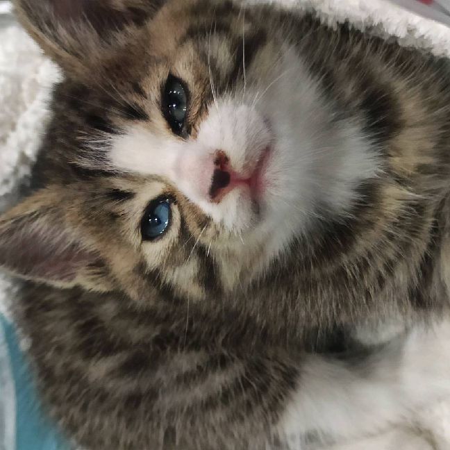 猫图片|宠物猫|猫咪|