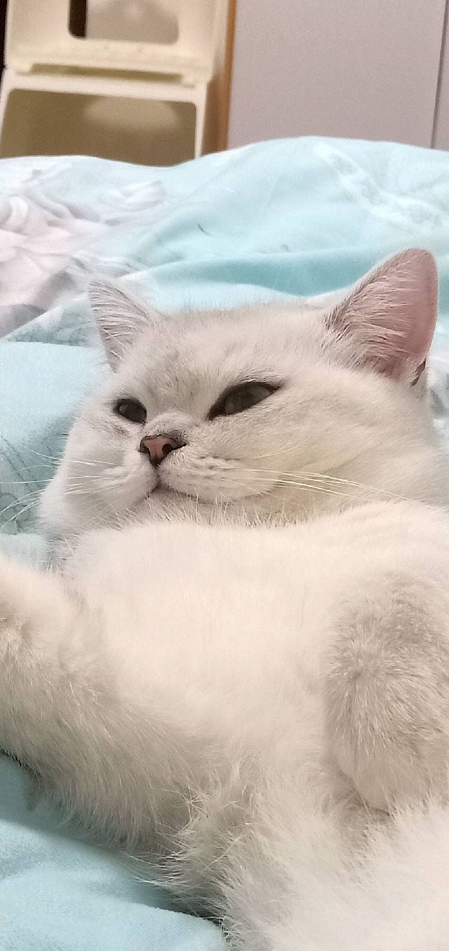 猫图片|宠物猫|猫咪|