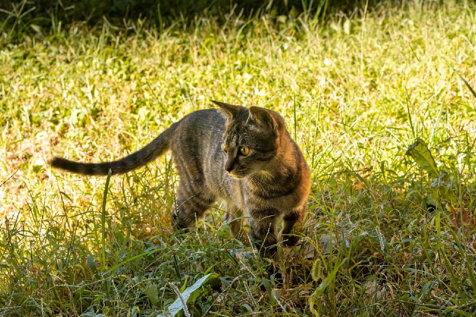 猫图片|宠物猫|猫咪|