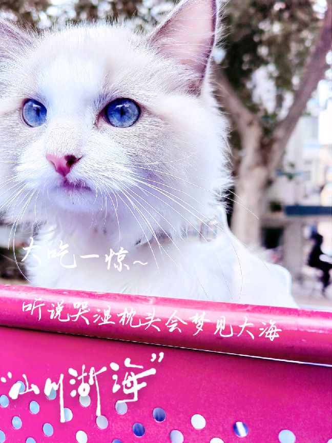 猫图片|宠物猫|猫咪|