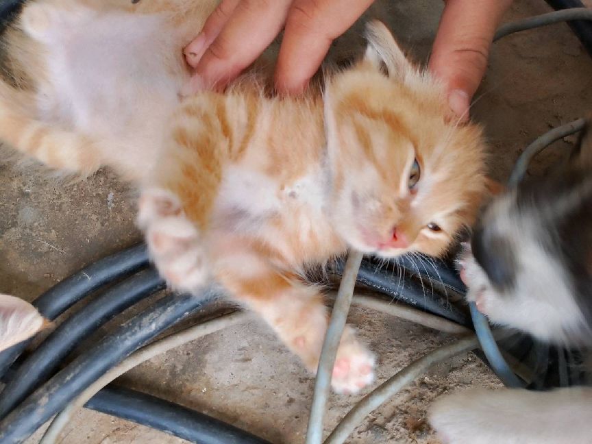 猫图片|宠物猫|猫咪|