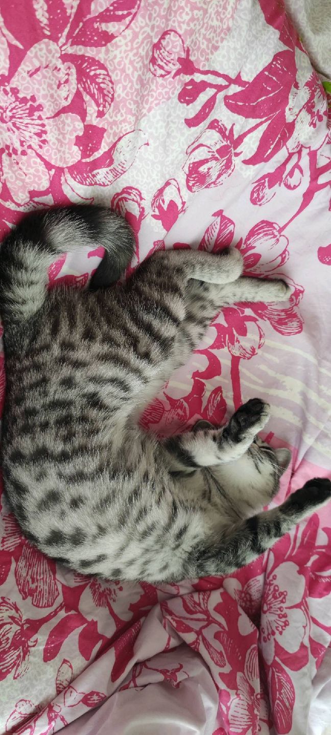 猫图片|宠物猫|猫咪|