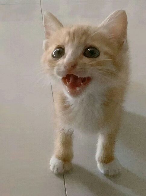 猫图片|宠物猫|猫咪|