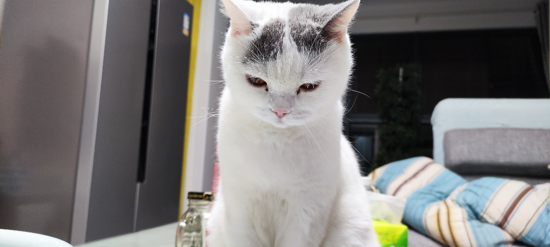 猫图片|宠物猫|猫咪|