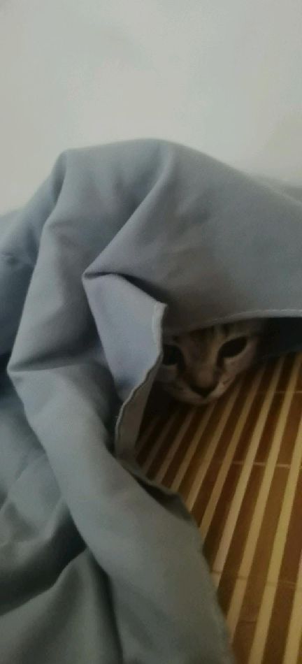 猫图片|宠物猫|猫咪|