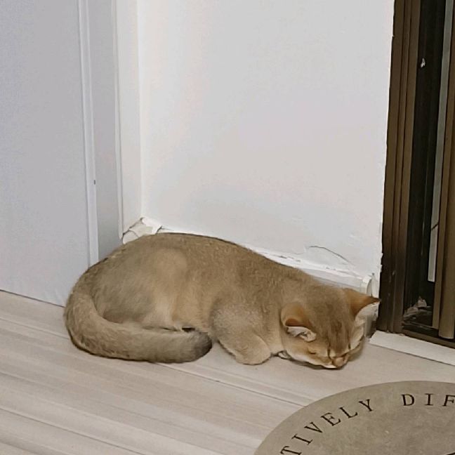 猫图片|宠物猫|猫咪|