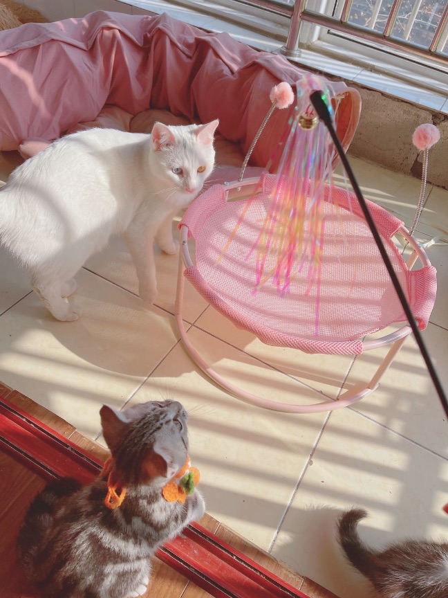 猫图片|宠物猫|猫咪|