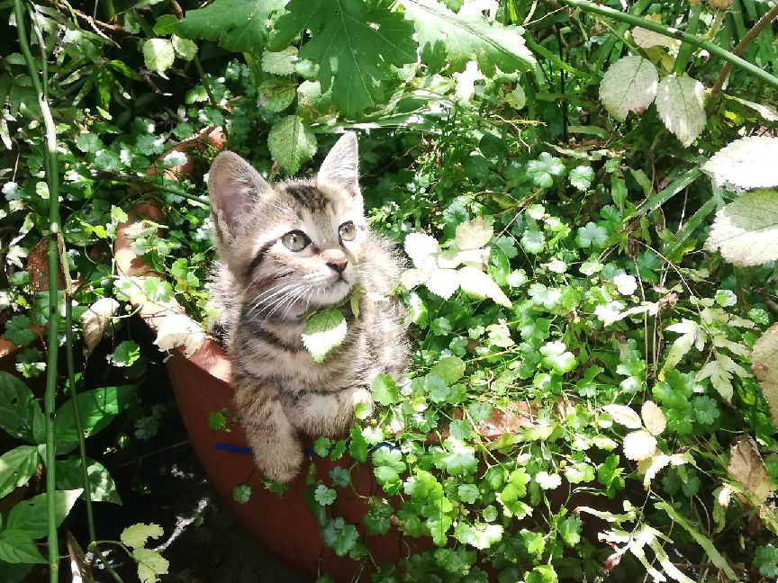 猫图片|宠物猫|猫咪|