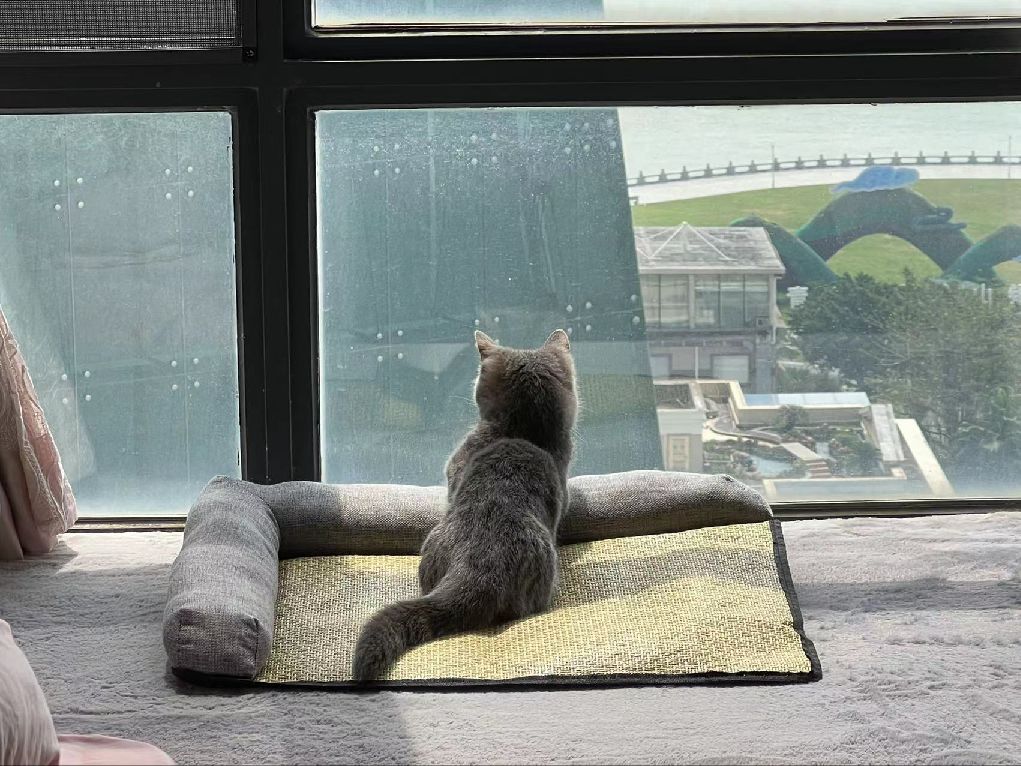 猫图片|宠物猫|猫咪|