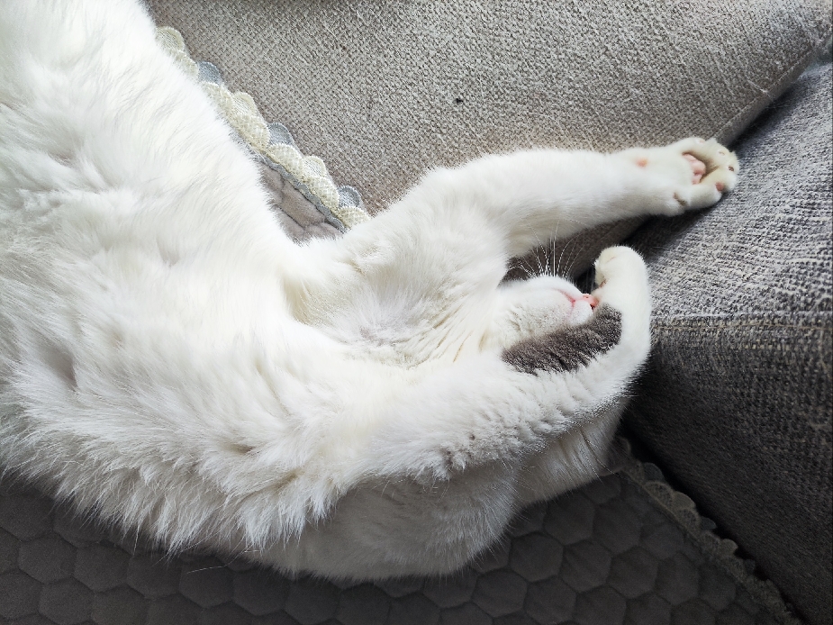 猫图片|宠物猫|猫咪|