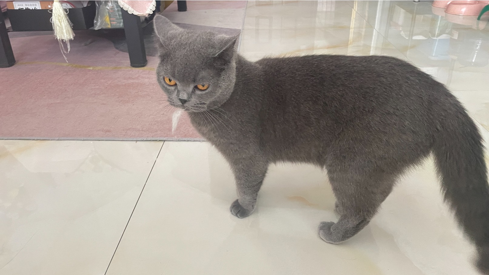 猫图片|宠物猫|猫咪|