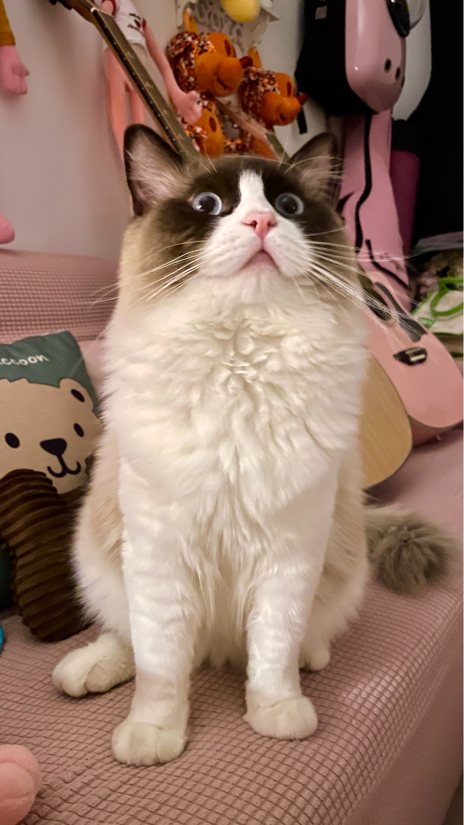 猫图片|宠物猫|猫咪|