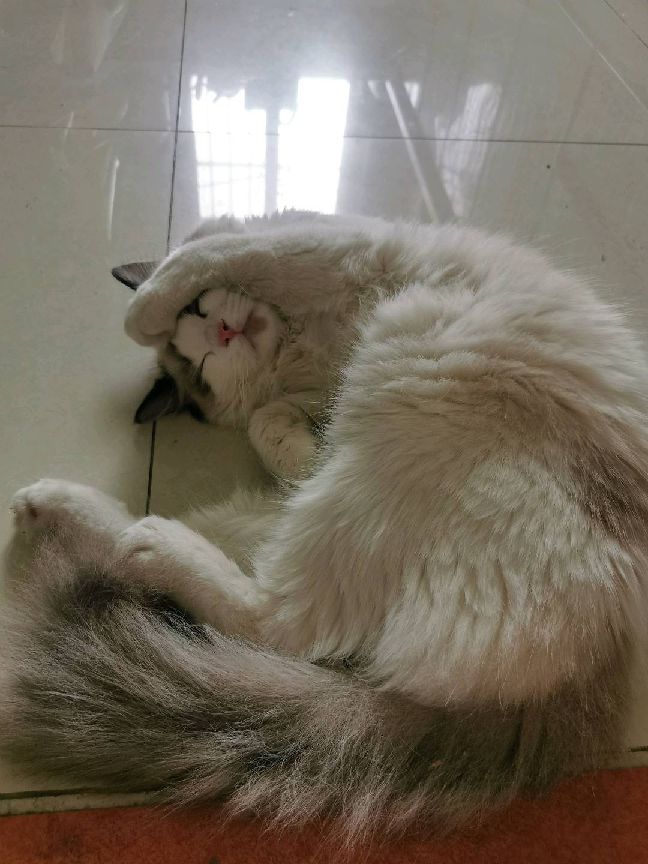 猫图片|宠物猫|猫咪|